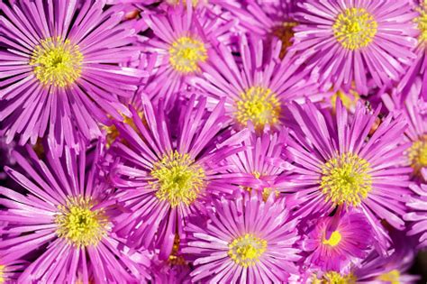 Pink Ice Plant Flowers In Bloom Stock Photo Download Image Now