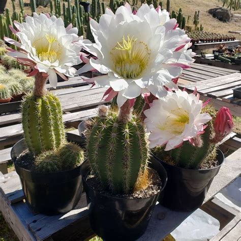 Trichocereus Sun Goddess Are Blooming There Giant Flowers A Hybrid Of