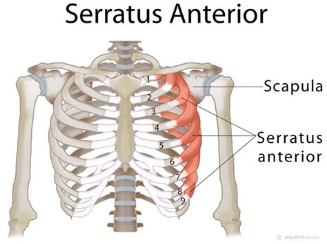 Serratus Anterior Muscle Function Pain Causes And Symptoms Ehealthstar