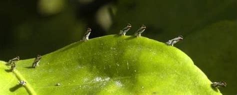 Adult Asian Citrus Psyllids On A Mature Citrus Leaf Download