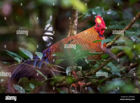 Ceylon Junglefowl Gallus Lafayettii Iconic Colored National Bird Of