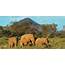 The Kenya Exotic Safari  Peaks Of Africa