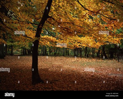 English Forest In Autumn Stock Photo Alamy