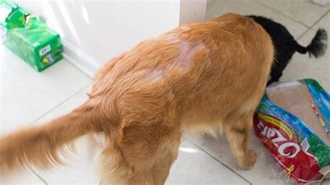 Dog Hair Falling Out In Clumps Causes And How To Stop It Pet Spruce
