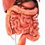 Human Internal Organs 3D Model In Anatomy 3DExport