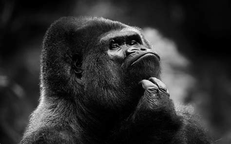 117 Gorilla Hd Wallpapers Background Images Wallpaper Abyss