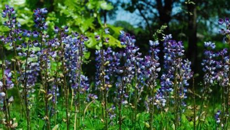 See 25 native Ohio perennials for your garden: vibrant ...