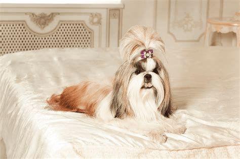Shih Tzu Westie Mix Facts Pictures And Care Guide For Weshi Dogs Tea