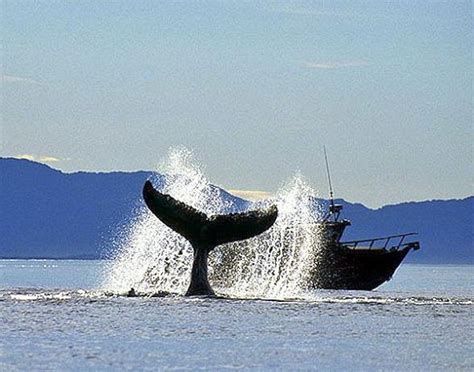 Bon Voyage Vancouver Whale Watching Tour 20212022 Holidays