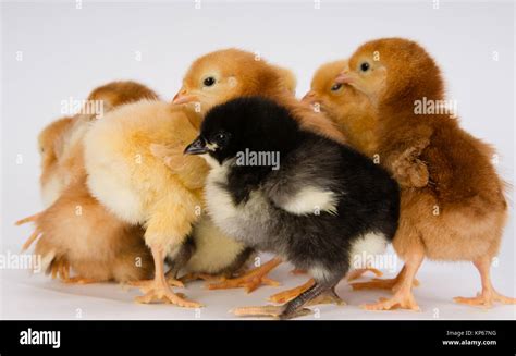 Baby Chick Newborn Farm Chickens Standing White Australorp Variety