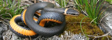 Northern Ring Necked Snake Reptiles And Amphibians In Ontario