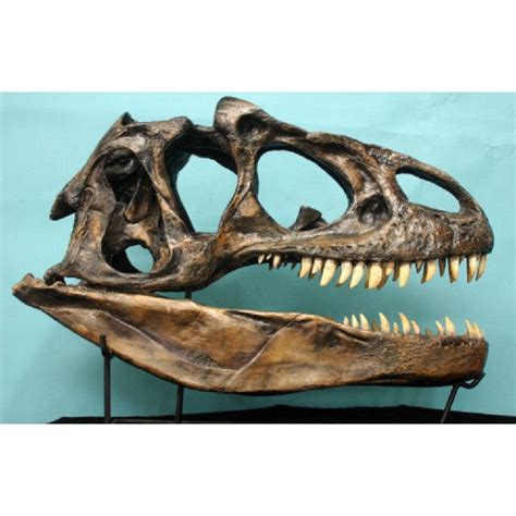 Allosaurus Skull Actual Size Replica Dinosaurs Rock Superstore Fossil And Mineral Specimens