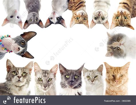 Domestic cats are often called 'house cats' when kept as indoor pets. Pets: Group Of Cats - Stock Image I3632385 at FeaturePics