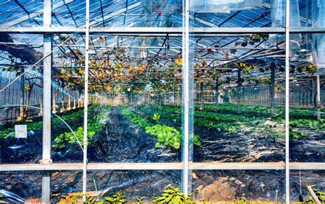 Greenhouse At Vineyard Near Nikko Town Japan Stock Photo Image Of