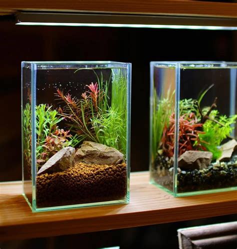 Fluval U Series ® Review Opiniones 2023 Acuario3web Betta