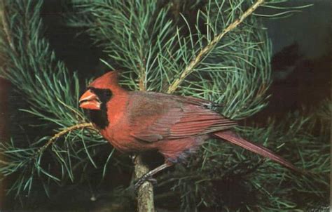 Cardinal Richmondena Cardmalis Birds
