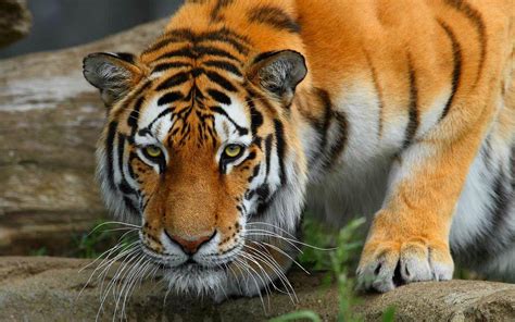 Hd Bengal Tiger Background Pixelstalknet