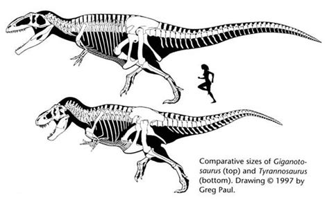 Likely the tyrannosaur would win, if spinosaurs were mainly fish eaters. giganotosaurus & tyrannosaurus rex : comparativ ...