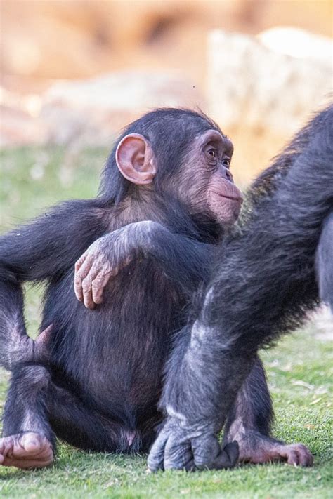 Monkey Chimpanzee Primate Free Photo On Pixabay Pixabay
