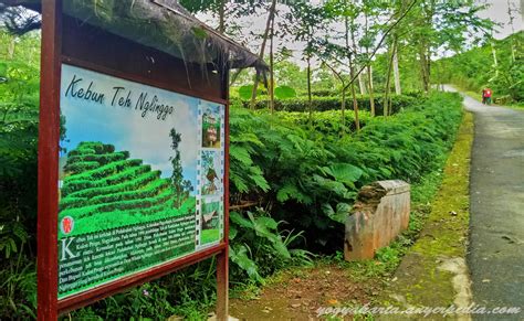 Namun, setelah indonesia merdeka dari masa penjajahan belanda pada tahun 1945, kebun teh ini diambil alih oleh pemerintah. Kebun Teh Nglinggo Jogja, Menikmati Udara Sejuk dan ...
