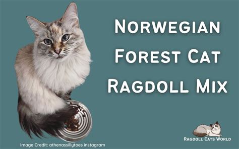 Norwegian Forest Cat Ragdoll Mix