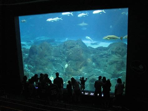 Holidays At The Adventure Aquarium November 26 January 2 Your