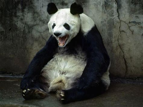 angry panda | Panda, Panda bear, Cute panda