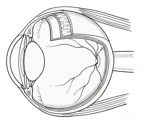 Lens (light blue) sclera (light green) which part of the eye…. Illustration Of Eye Anatomy Photograph by Science Source
