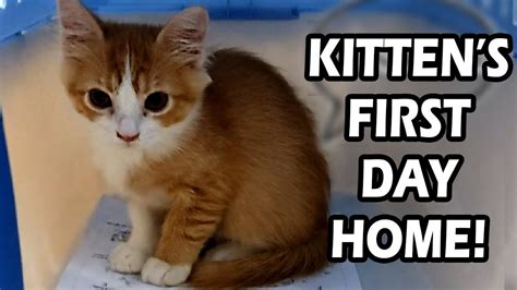 Adopting A Kitten Cats First Days Home Youtube