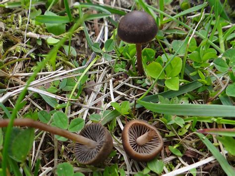 Panaeolus Fimicola The Ultimate Mushroom Guide