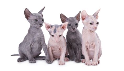 Top 10 Rare Cat Breeds Youve Never Heard Of Cats