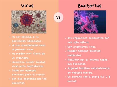 Cuadro Comparativo De Virus Y Bacterias Alumna En Udocz