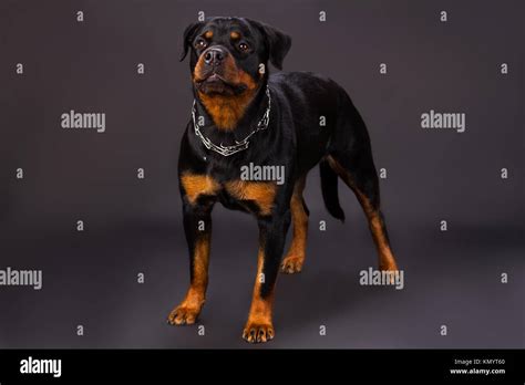 Black And Brown Dog Rottweiler Portrait In Studio Stock Photo Alamy