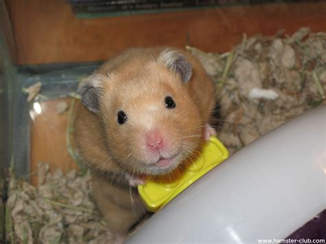 A Small Hamster Is Sitting In The Hay
