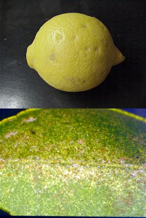 I'm turning, turning, turning, turning, turning around. Insects and Mites of Arizona Citrus (ACIS)