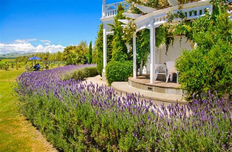 Ein garten ist ein erlebnis für die sinne. Lavendel - Sommer - Urlaub - Franks kleiner Garten ...