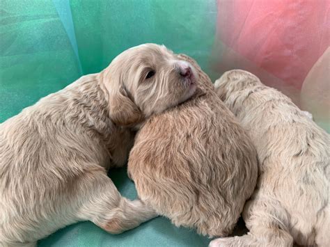 View our cockapoo puppies for sale, new/upcoming litters, sold cockapoo puppies and past litters. Cockapoo Puppies for Sale, Apricot and White Parti Color Pups!