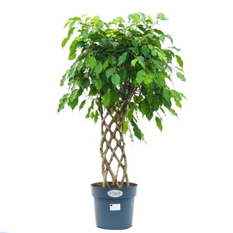 Ficus Benjamina Exotica Cm Kwiaty I Ro Liny Doniczkowe Cocaflora