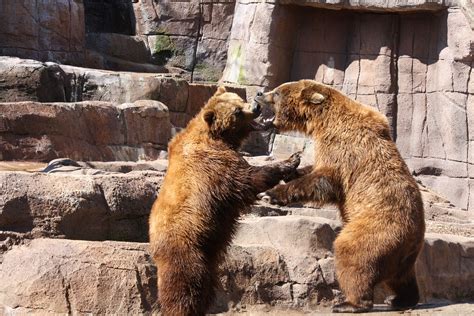 Bears Playing At Indianapolis Zoo Indianapolis Zoo Bear Brown Bear