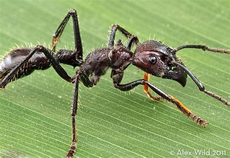 Parponera clavata is known as the bullet ant because of the intense pain it inflicts with its stings. How to identify the bullet ant, Paraponera clavata - MYRMECOS
