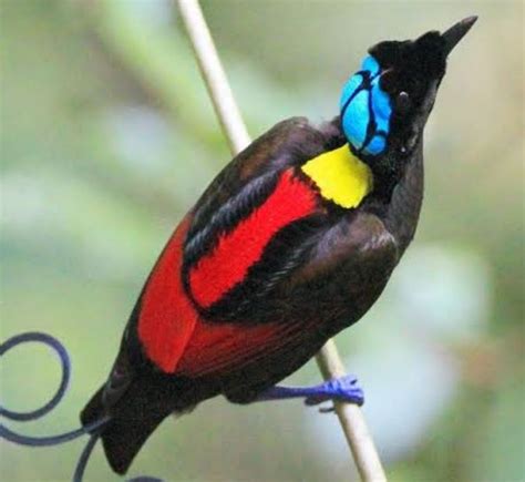 Mengenali Jenis Burung Cendrawasih Asal Papua Bulunya Indah Dan Satwa