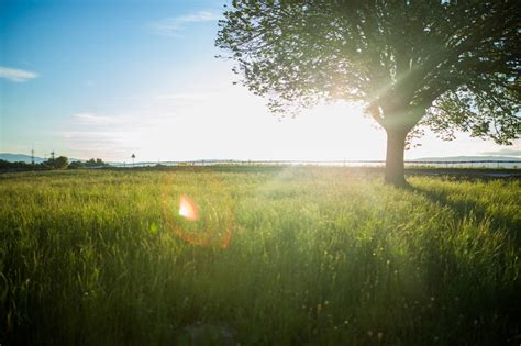 🥇 Image Of Tree Field Nature Grass Plants Sun Rays Sunset 【free Photo