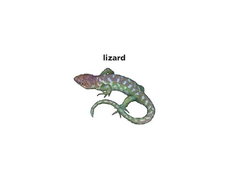 Lizard Noun Definition Pictures Pronunciation And Usage Notes