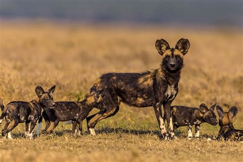 African Wild Dog Facts Diet Behavior Habitat