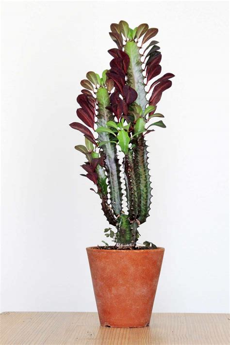 8 Best Cactus Varieties To Grow Indoors