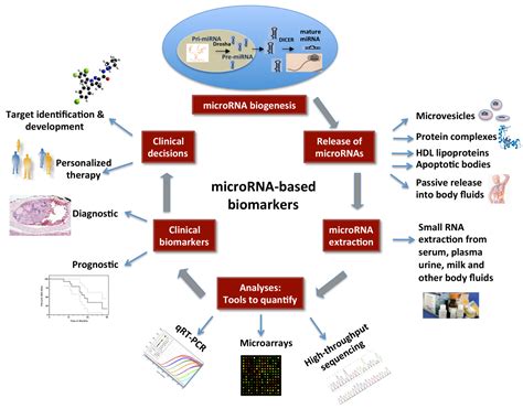 Diagnostics Free Full Text Micrornas As Biomarkers In Cancer