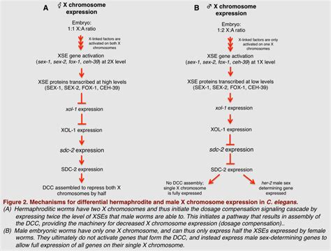 Sex Chromosome Dosage Compensation Encyclopedia Mdpi