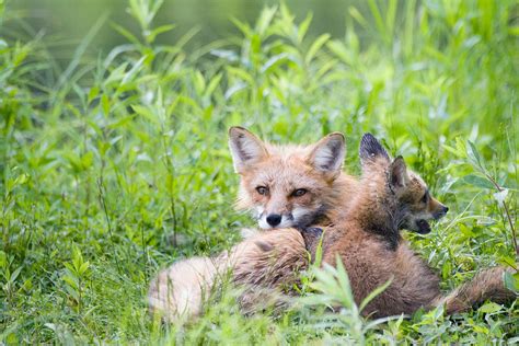 Red Fox Dad And Baby 3 Photograph By Jennifer Richards Fine Art America