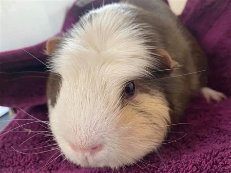Adopt A Guinea Pig Animal Rescue And Care