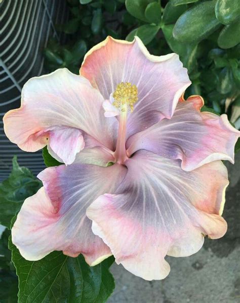 Tahitian Princess Hibiscus Plant Flower Seeds Growing Hibiscus